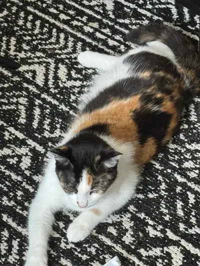 Chatte Calico de 9 mois, View more