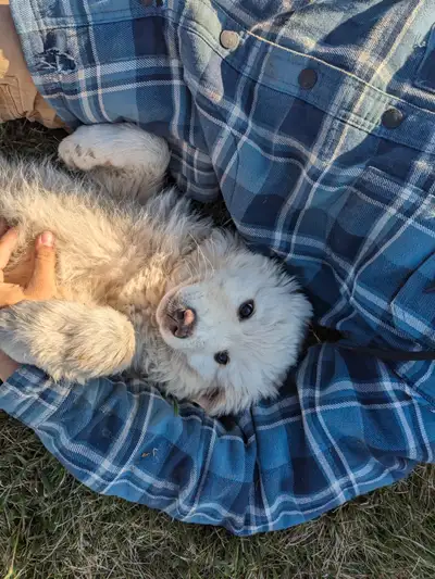 Guardian puppies, View more