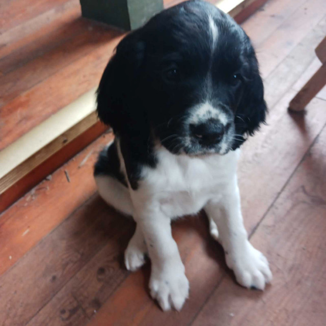 English springer spaniel  in Dogs & Puppies for Rehoming in Bedford - Image 2