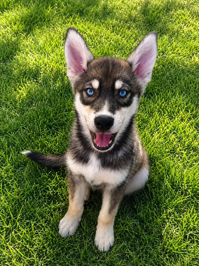 Chiot husky sibérien 100% pure race, puppies sibérian husky,, View more