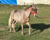 Registered Miniature Filly