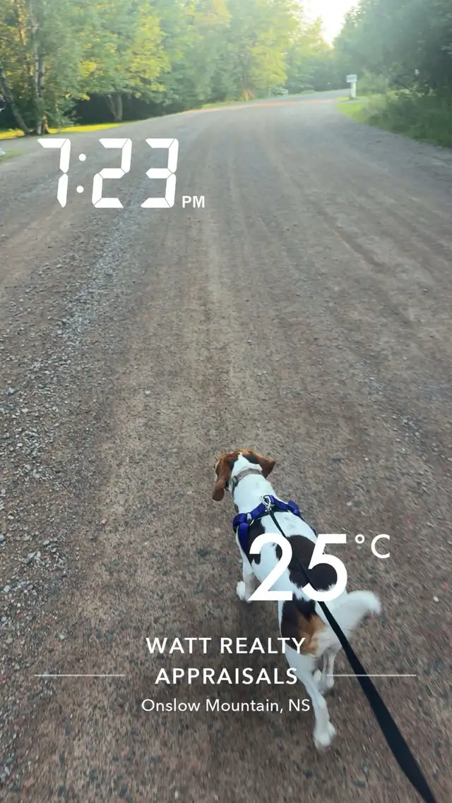 Dog walking contacts for more info and price