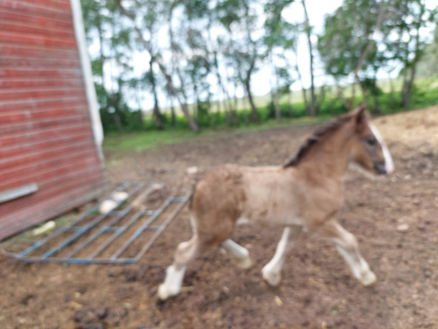 Gypsy Vanner cross with Mustang in Horses & Ponies for Rehoming in Prince Albert