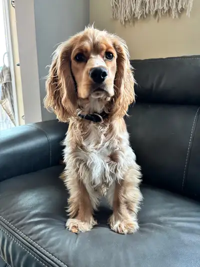 Dennis was born September 22. He's a very affectionate boy. He's been in our care until we could fin...