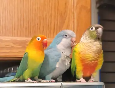parrots for sale, View more