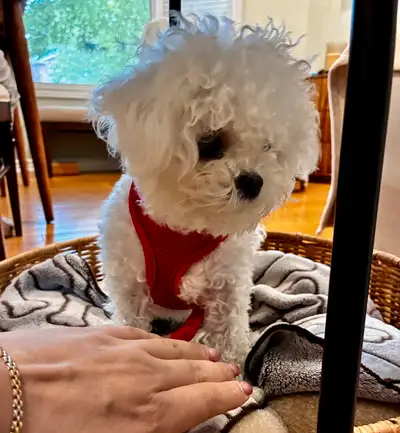 Mini Bichon Frise, View more