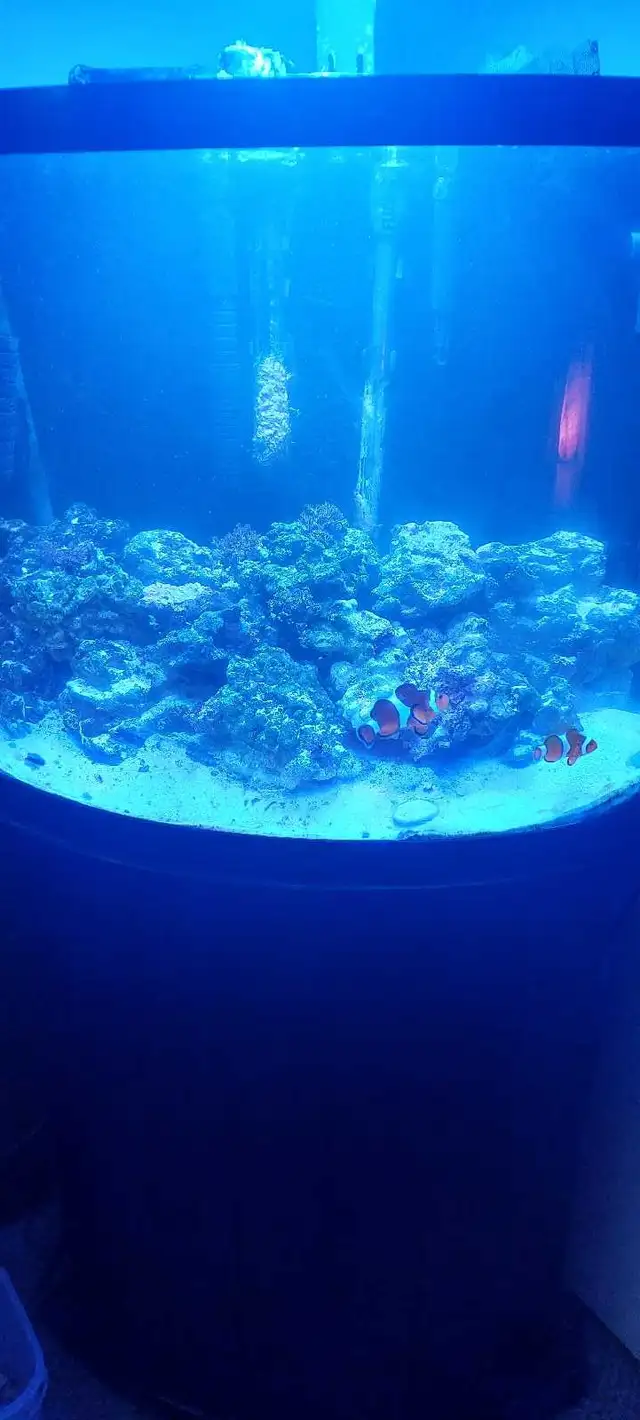 Salt fish tank  in Fish for Rehoming in Richmond - Image 2