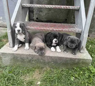 PUPPIES FOR SALE! Cane Corso / American Bulldog mix, View more
