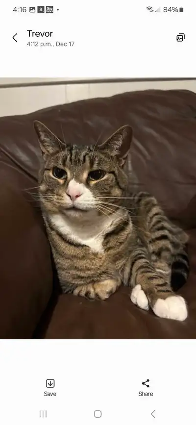 cat for re homing , View more