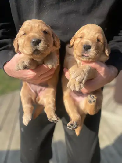 Pure bread red golden retriever puppies, View more