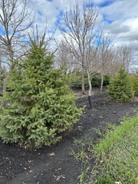 Spruce trees for sale