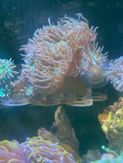 Australian Duncan Coral Colony - 20+ Heads, View more