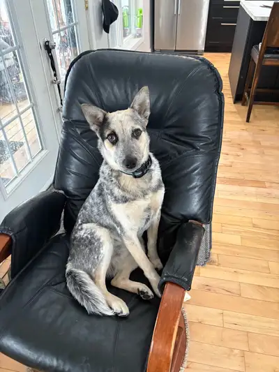 australien cattle dog/ bouvier audtralien, View more