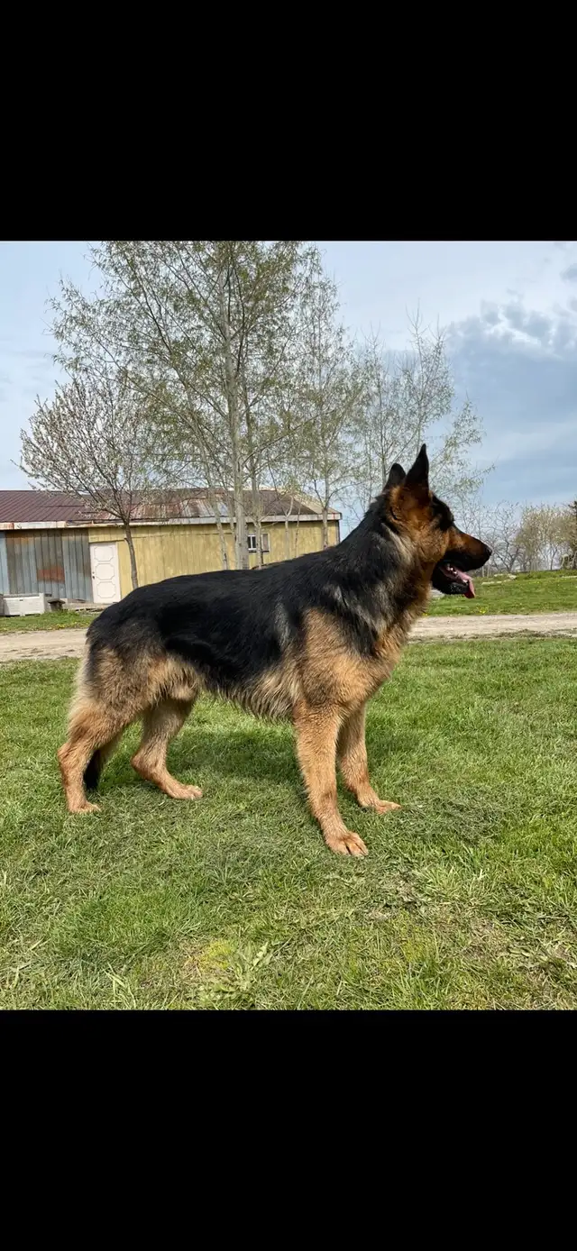 German Shepherd CKC Puppies  in Dogs & Puppies for Rehoming in Hamilton - Image 4
