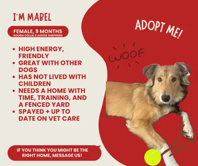 Rough Collie x Australian Shepherd 9mth Female, View more