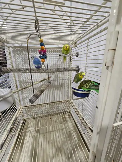 White metal bird cage and 4 birds, View more