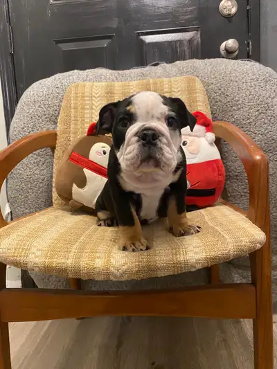 Spectacular Pure English Bulldog Puppies, View more