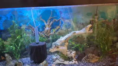 3 Large Spotted Silver Dollar  fish, View more