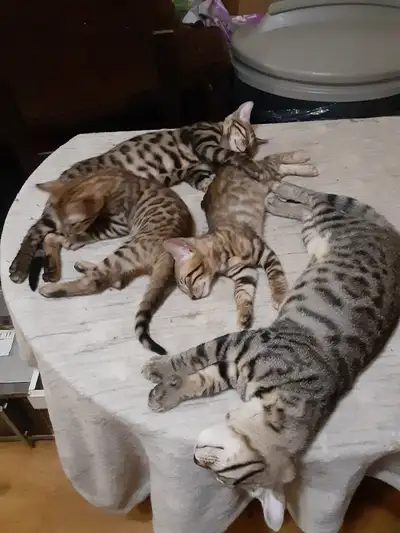 chaton bengal pure race parent sur place, View more