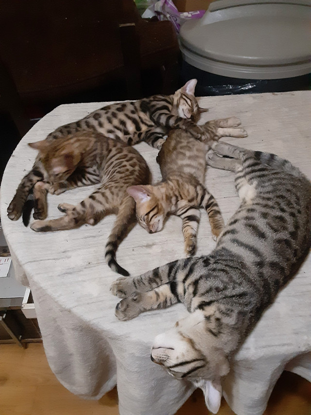 chaton bengal pure race parent sur place dans Chats et chatons à adopter  à Trois-Rivières