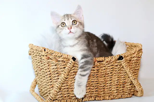 Adorable petit chaton femelle • croisée Bengal in Cats & Kittens for Rehoming in Lévis - Image 4