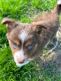 Toy/Mini Australian Shepherd Puppies 