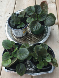 4 African violet pots, 3 in a pot of 4''