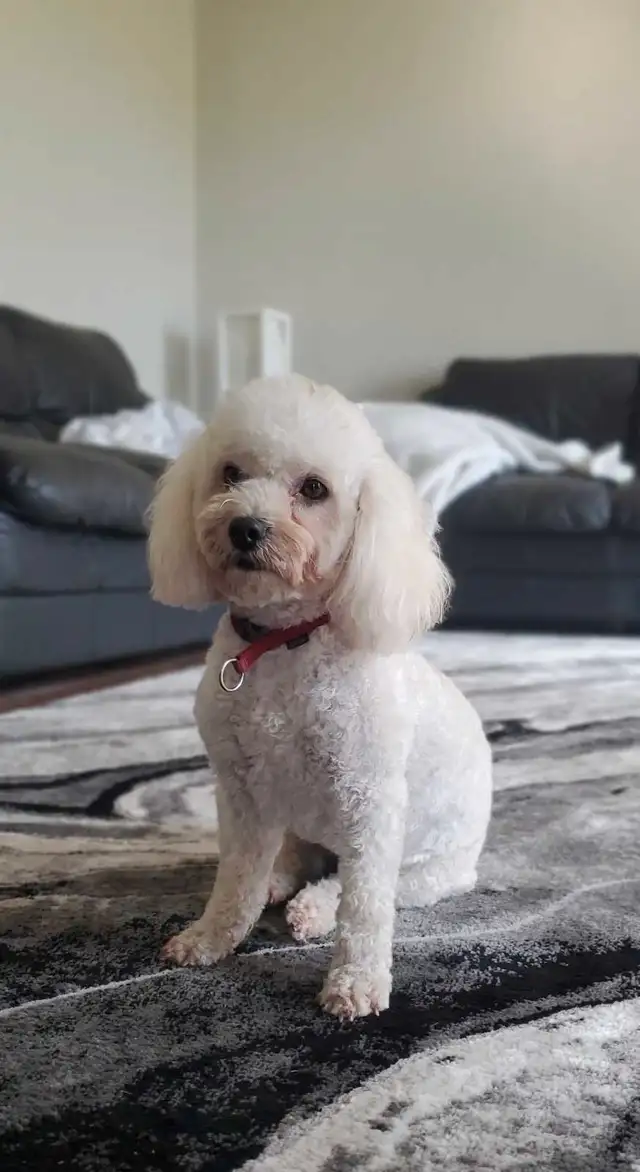 Toy/Miniature Poodles in Dogs & Puppies for Rehoming in Winnipeg - Image 4