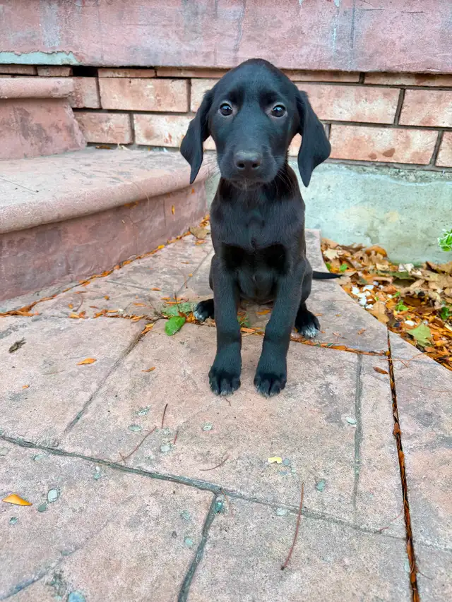 Labrador x Shephard Puppies READY TO GO | Dogs & Puppies for Rehoming ...
