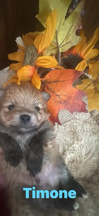 Pomeranian, View more