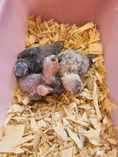 2 and 3 weeks old baby turquoise conure Still hand feeding