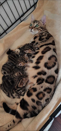 Breeding group of bengals and cheetohs/ocicats needing new homes