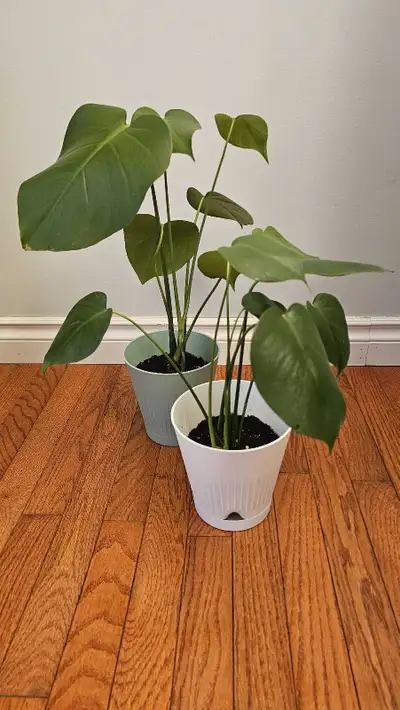 Monstera plants available , View more