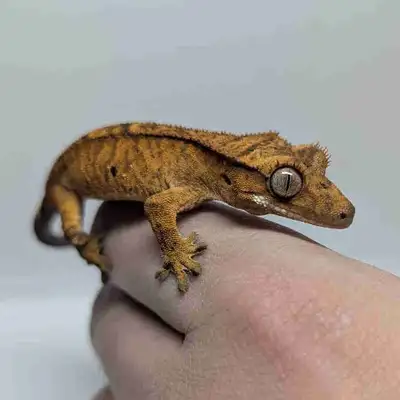 Baby Crested Gecko, View more