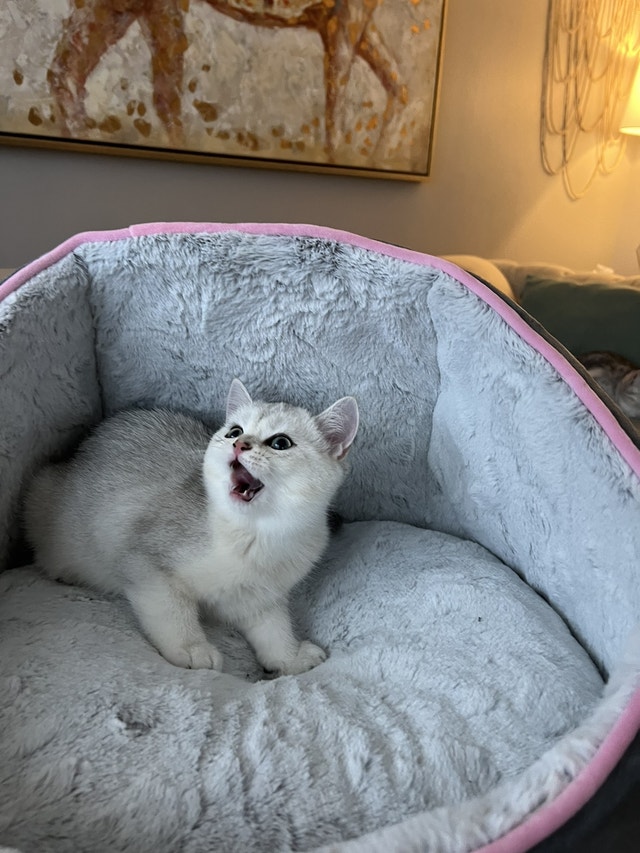 Shorthair British kittens Cats & Kittens for Rehoming Ottawa Kijiji