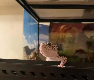 Leopard Geckos , View more