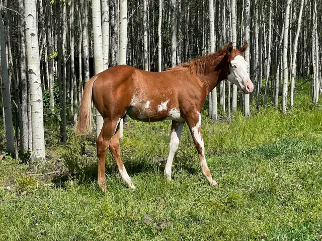 2026 APHA sorrel overo colt in Horses & Ponies for Rehoming in Edmonton - Image 3