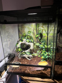 Crested  gecko and terrarium 