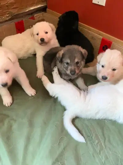 Shepherd/Pyrenees Pups - NOW $800 WITH VET CHECK-READY TO GO!, View more