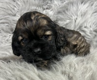 Beautiful CKC Registered American Cocker Spaniel Puppies