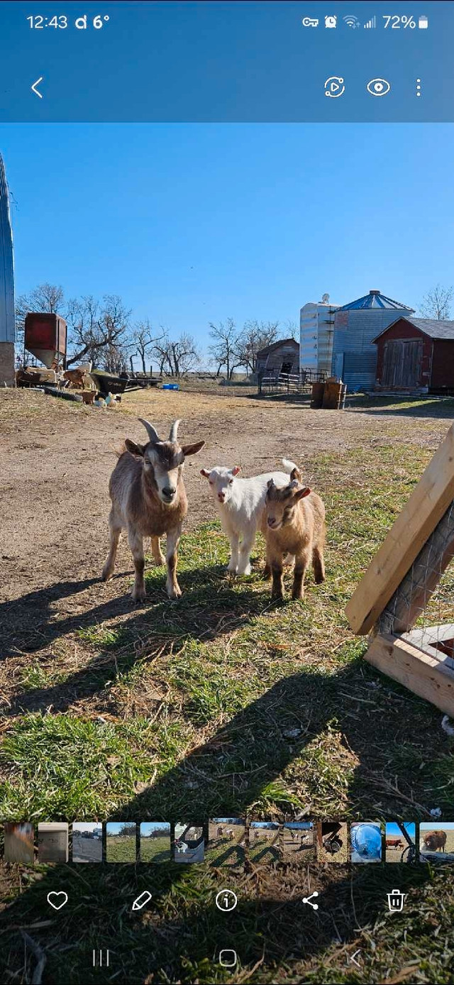 Pygmy goat family in Livestock in Swift Current - Image 2