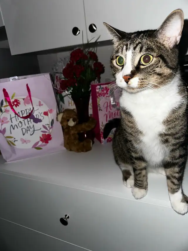 tabby cat for sale in Cats & Kittens for Rehoming in Oakville / Halton Region - Image 6