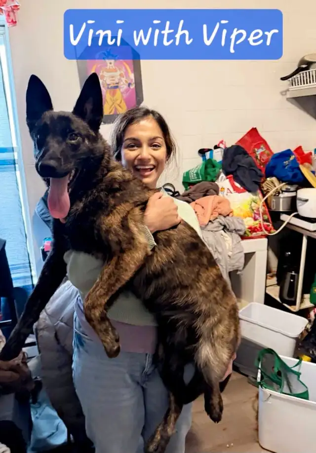 Dutch Shepherd Berger Hollandais Registered in Dogs & Puppies for Rehoming in Laval / North Shore - Image 10