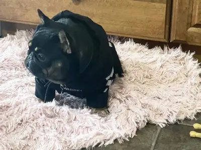 Beautiful female French bulldog, View more