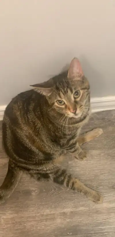 Female Cat needs home, View more