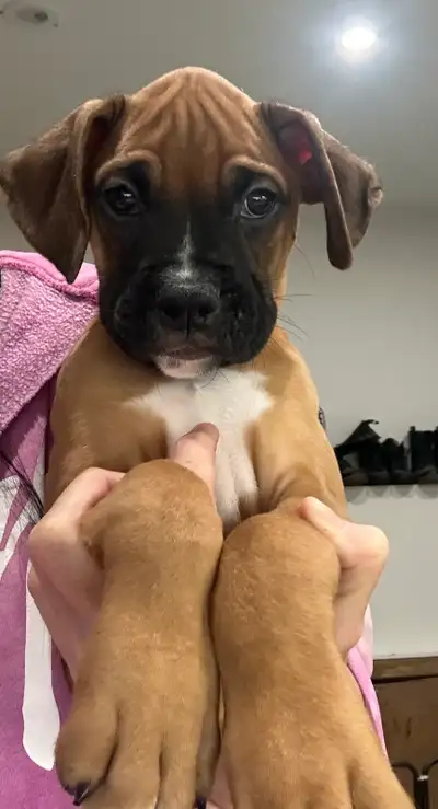 boxer puppies SOLD, View more