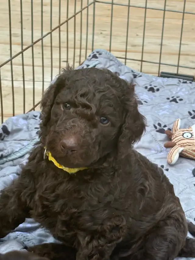 caniche royal (poodle) in Dogs & Puppies for Rehoming in Laurentides - Image 2