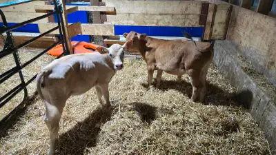 Jersey calves, View more