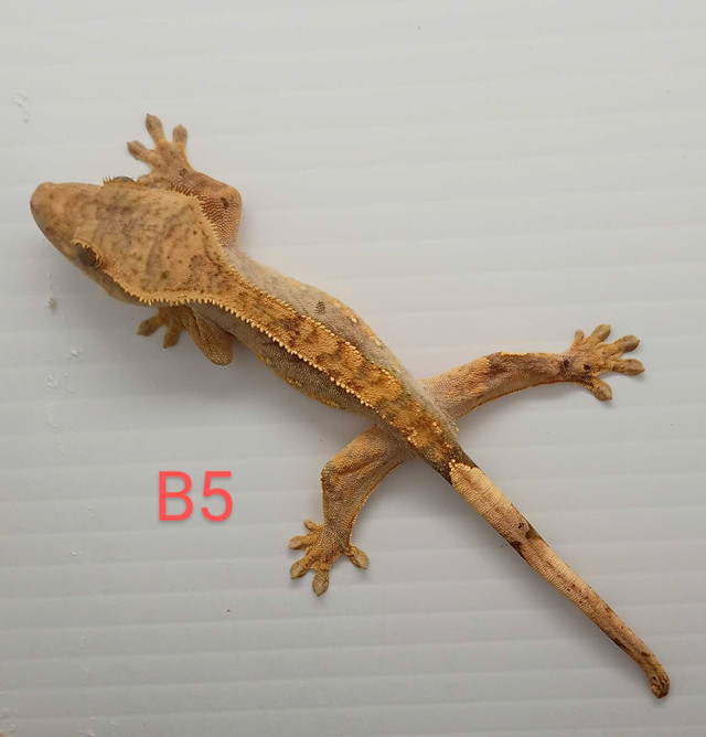 Juvenile crested Gecko  in Reptiles & Amphibians for Rehoming in Hamilton - Image 3