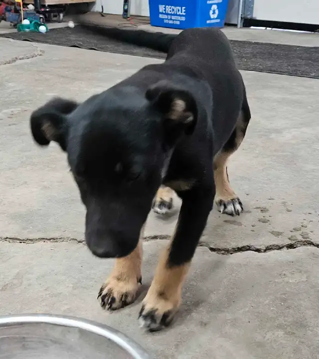 border collie/heeler/Lab puppies in Dogs & Puppies for Rehoming in Brantford - Image 4